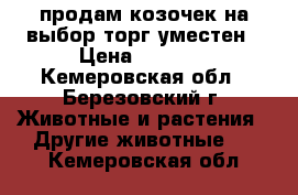 продам козочек на выбор торг уместен › Цена ­ 3 500 - Кемеровская обл., Березовский г. Животные и растения » Другие животные   . Кемеровская обл.